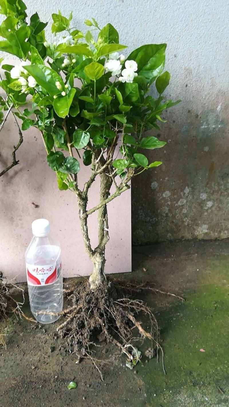 茉莉花苗30~50cm