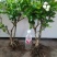茉莉花苗30~50cm