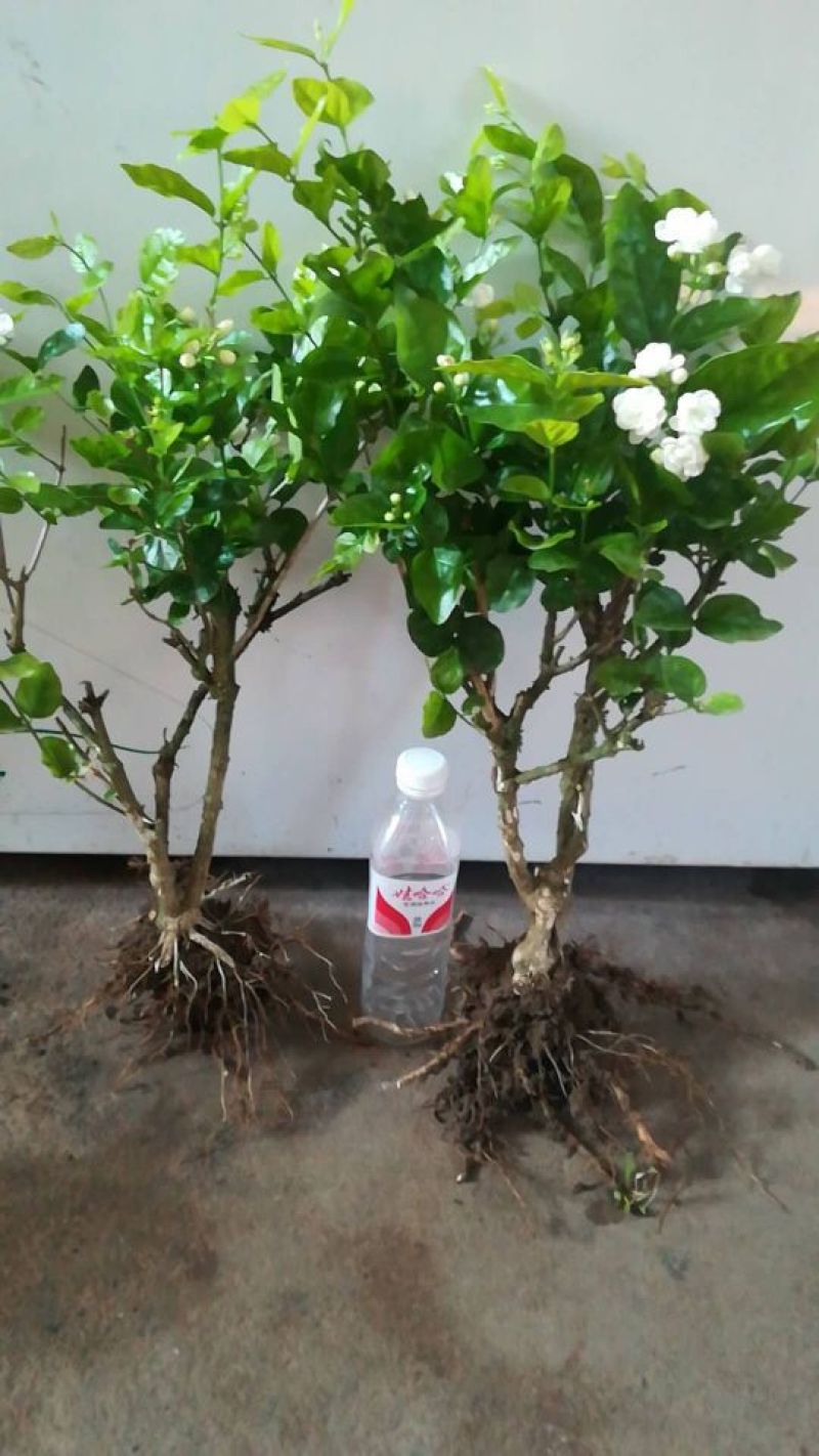 茉莉花苗30~50cm