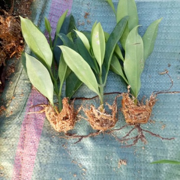 非洲茉莉