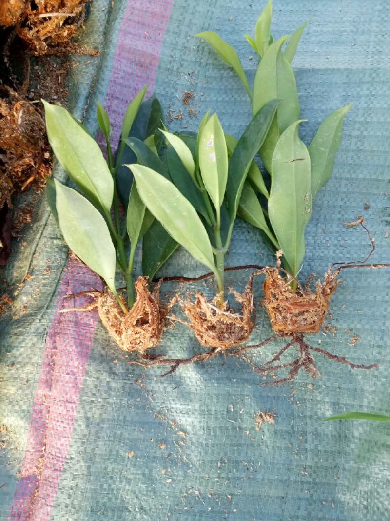 非洲茉莉