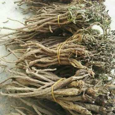 野生蒲公英根500g包邮，自然晒干色泽鲜亮，质量保证