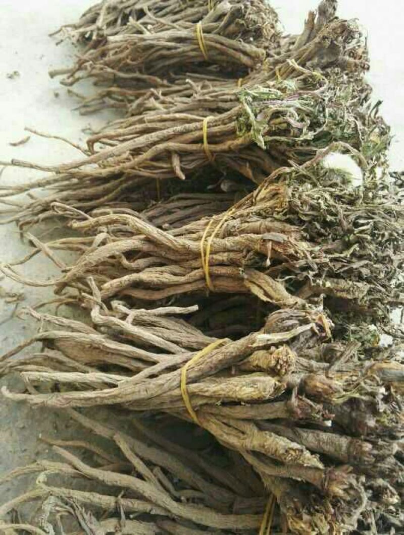 野生蒲公英根500g包邮，自然晒干色泽鲜亮，质量保证