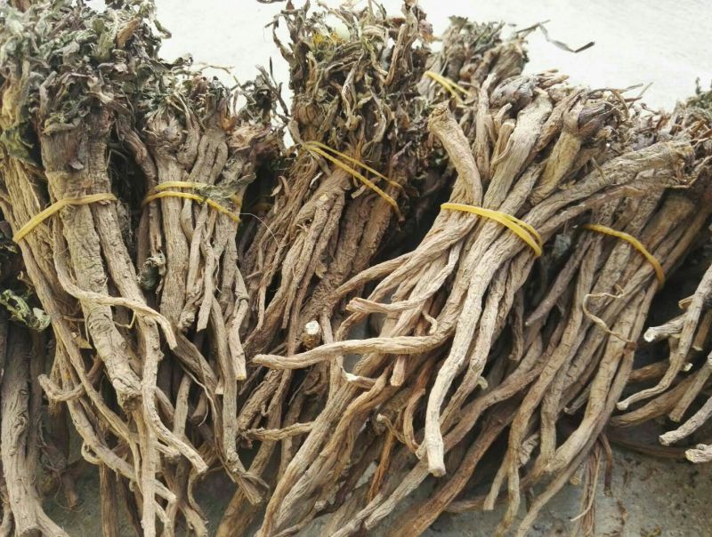 野生蒲公英根500g包邮，自然晒干色泽鲜亮，质量保证