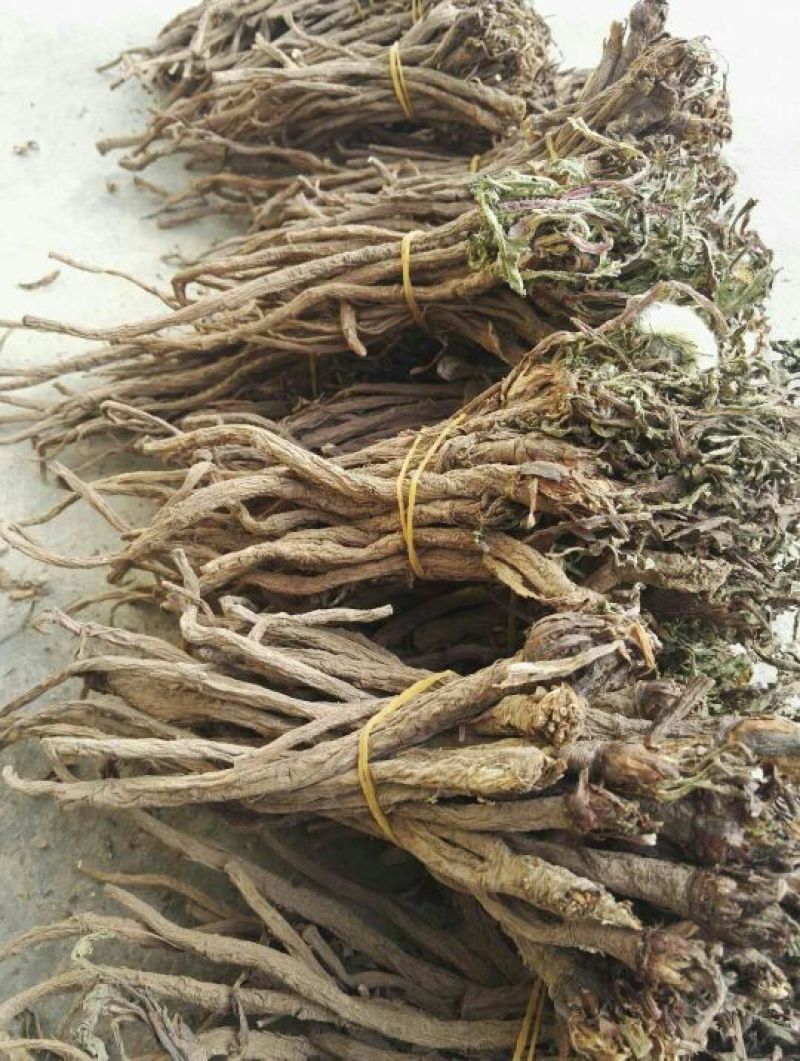 野生蒲公英根500g包邮，自然晒干色泽鲜亮，质量保证