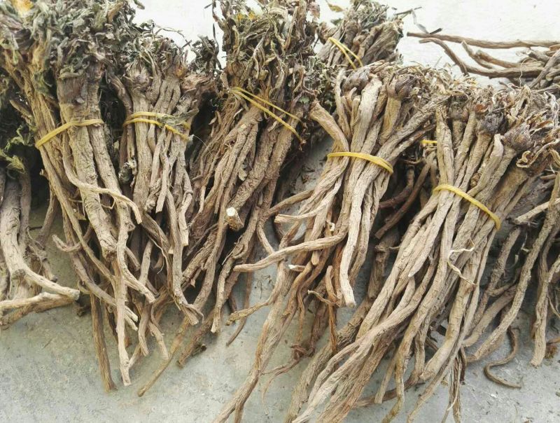 野生蒲公英根500g包邮，自然晒干色泽鲜亮，质量保证