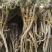野生蒲公英根500g包邮，自然晒干色泽鲜亮，质量保证