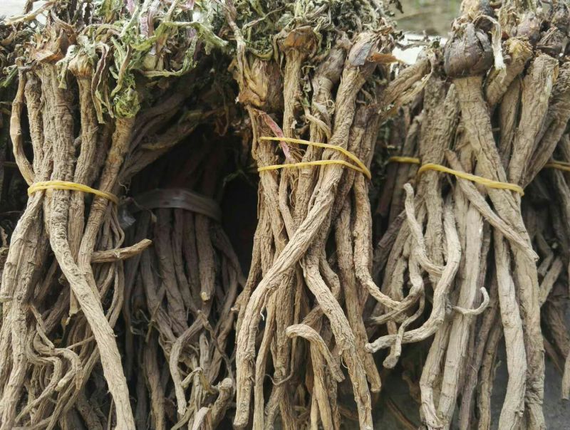野生蒲公英根500g包邮，自然晒干色泽鲜亮，质量保证