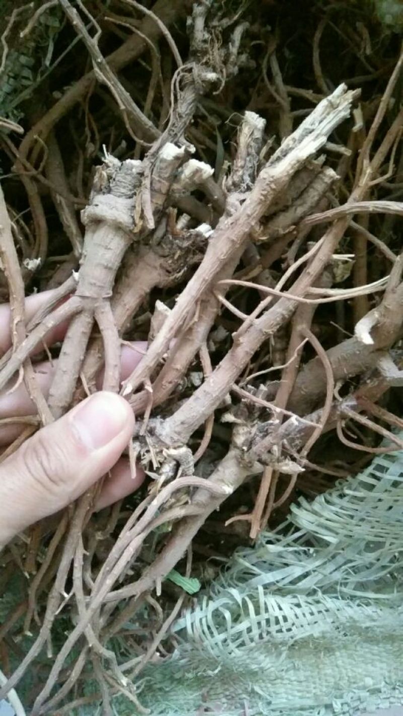 2021，纯新柴胡籽，质量有保证，欢迎选购