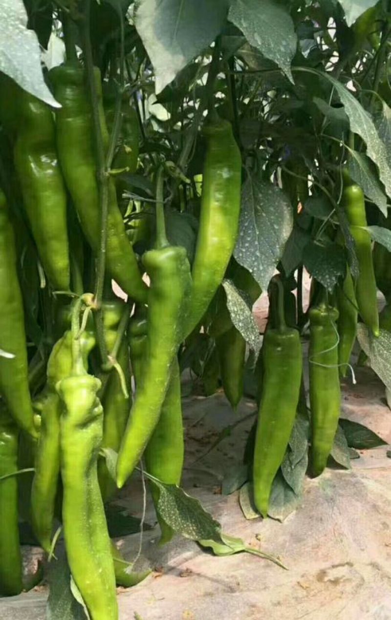 《推荐》潍坊青州尖椒黄皮尖椒30微辣市场收货一货源