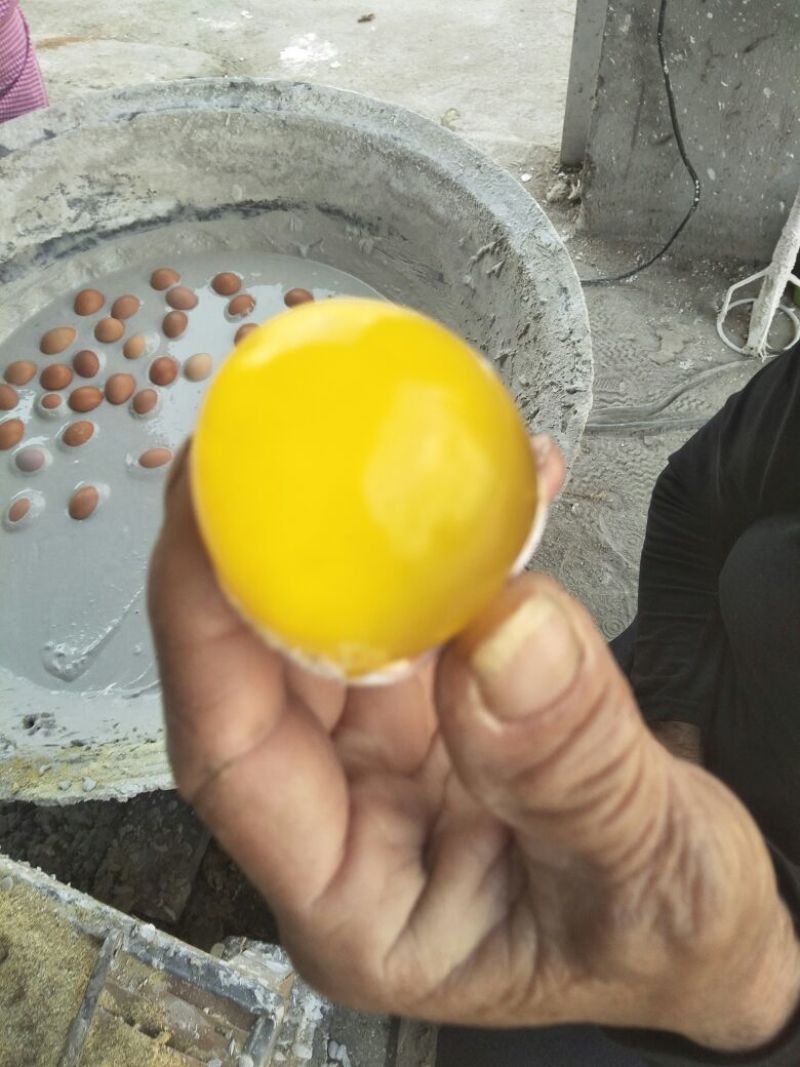 河南鸡蛋变蛋《留盆记刚变蛋》汝南县非物质文化