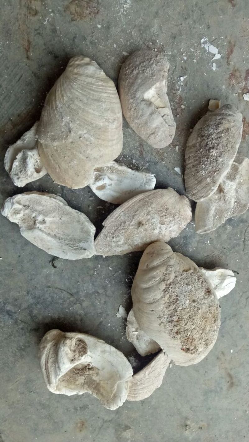 牡蛎龙骨