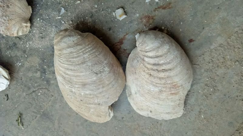 牡蛎龙骨