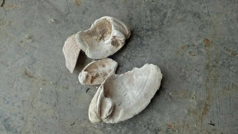 牡蛎龙骨