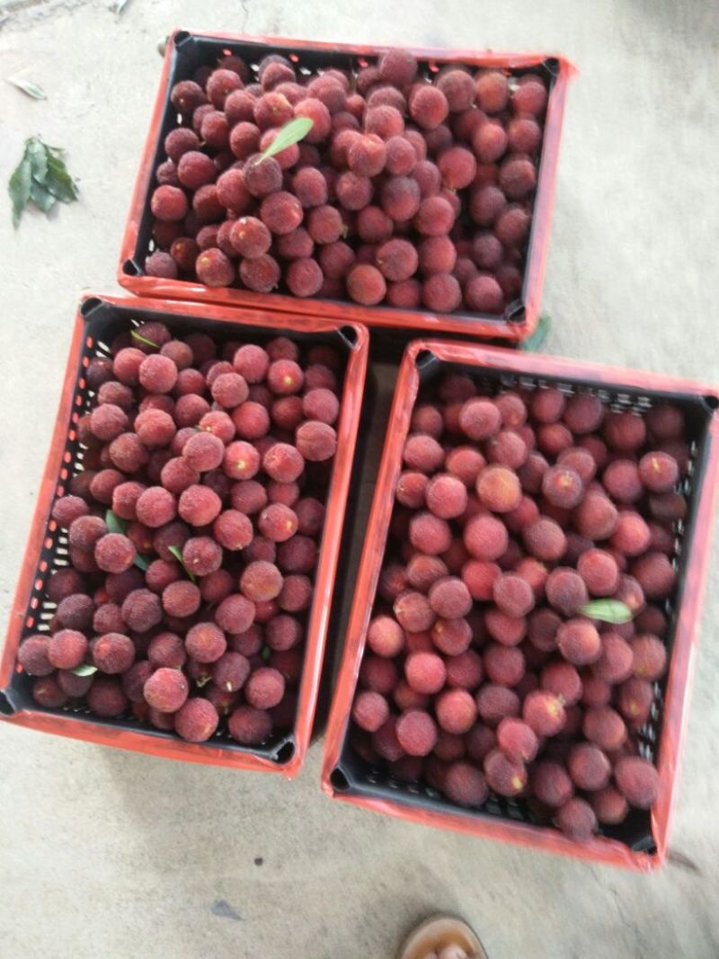 杨梅(东魁)