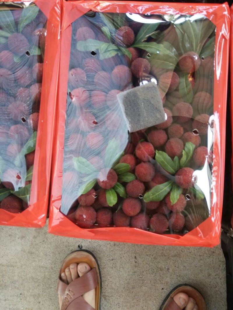 杨梅(东魁)