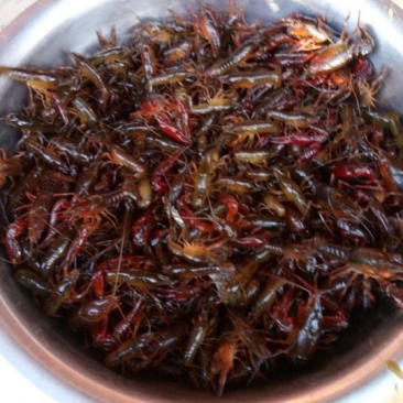 小龙虾小龙虾主养3-5钱（15-25克）活虾