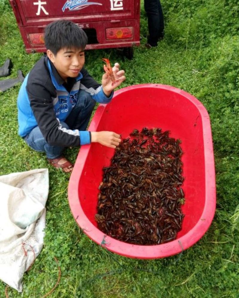 小龙虾稻田套养6-8钱（30-40克）活虾