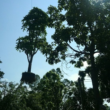 出售人面子移植袋苗8-20公分需要的老板联系