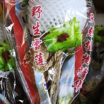 雪莲花天山雪莲
