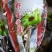 雪莲花天山雪莲