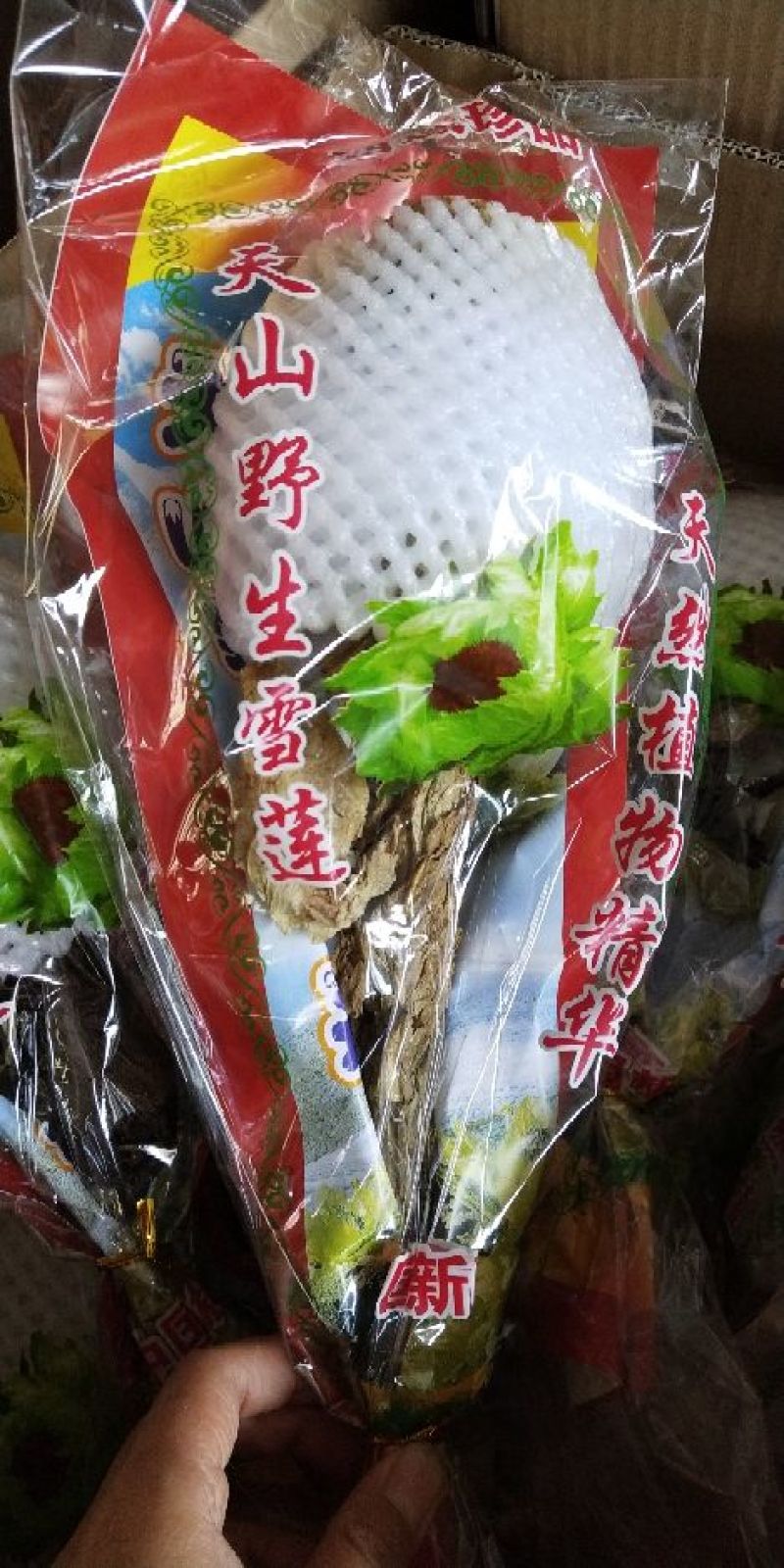 雪莲花天山雪莲