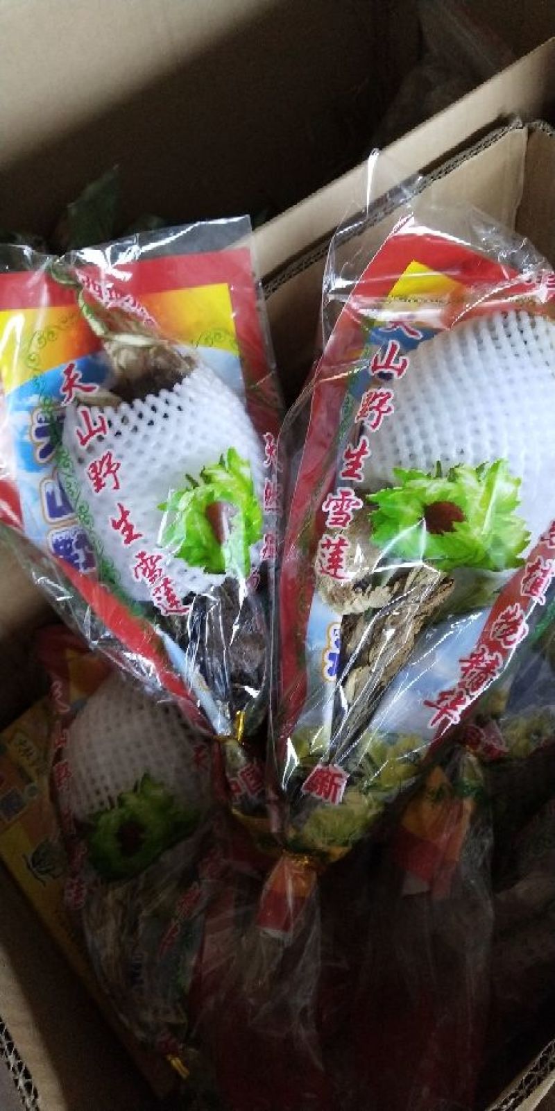 雪莲花天山雪莲