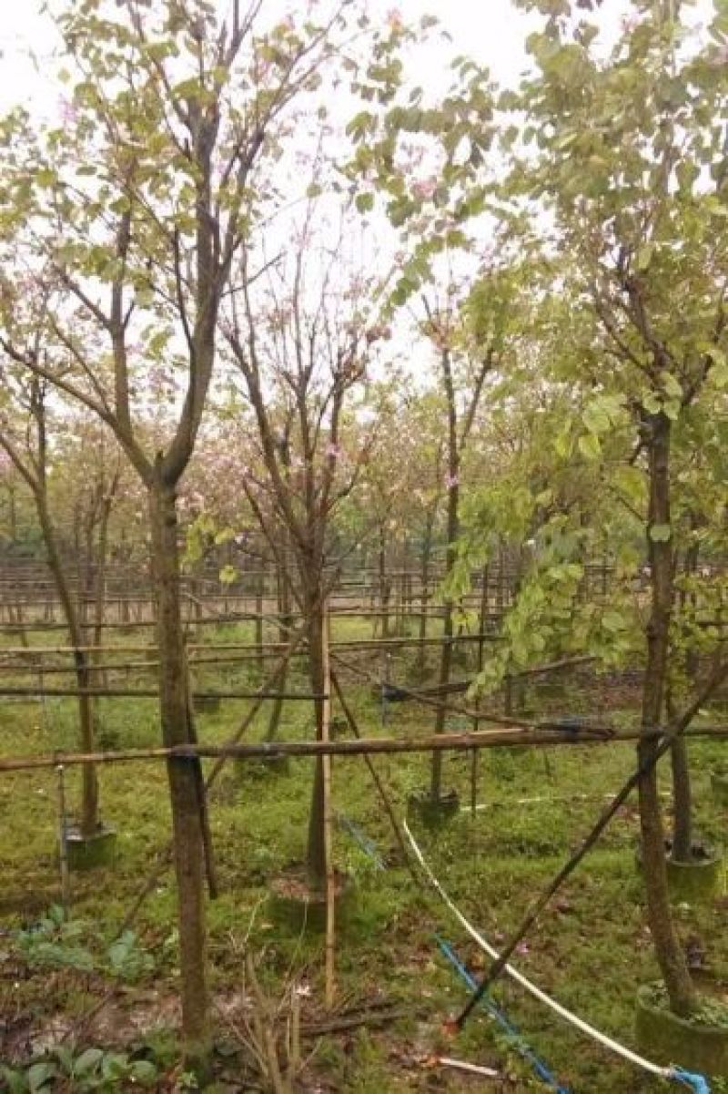 出售宫粉紫荆移植袋苗5-15公分需要的老板联系