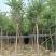 出售宫粉紫荆移植袋苗5-15公分需要的老板联系