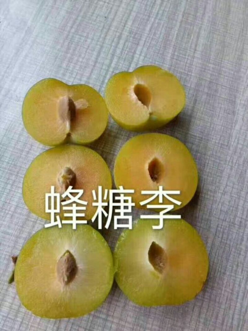 李子苗，蜂糖李青奈李基地批发现挖全国发货保证成活