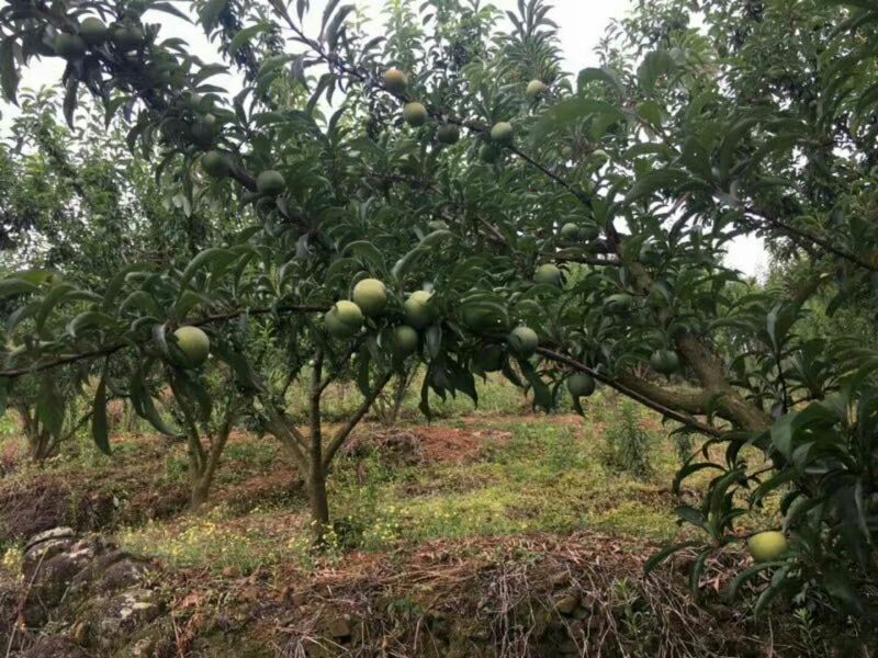 李子苗，蜂糖李青奈李基地批发现挖全国发货保证成活