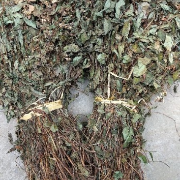 鱼腥草新货大量上市
