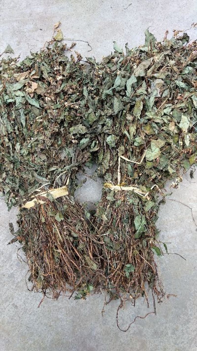 鱼腥草新货大量上市