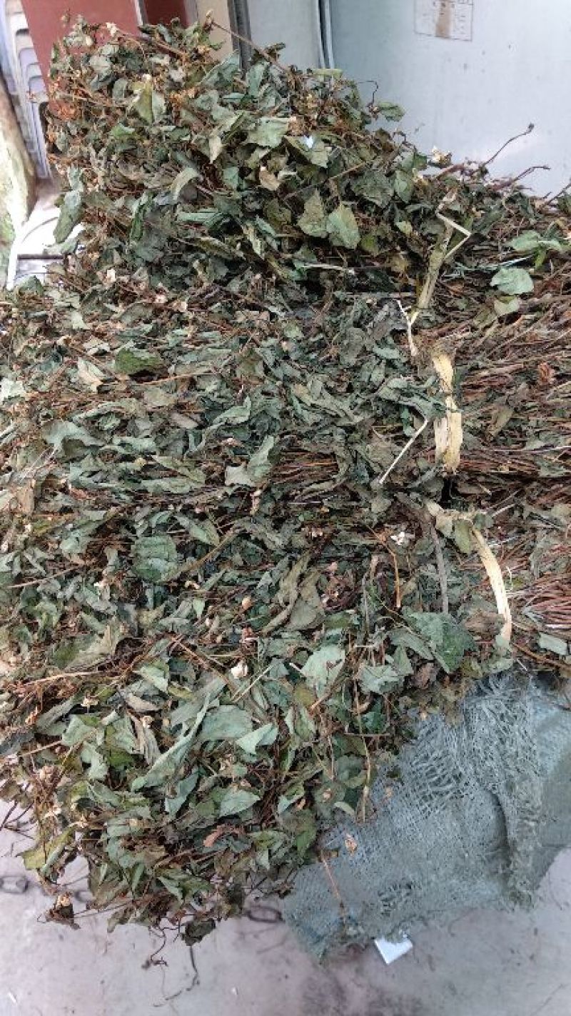 鱼腥草新货大量上市