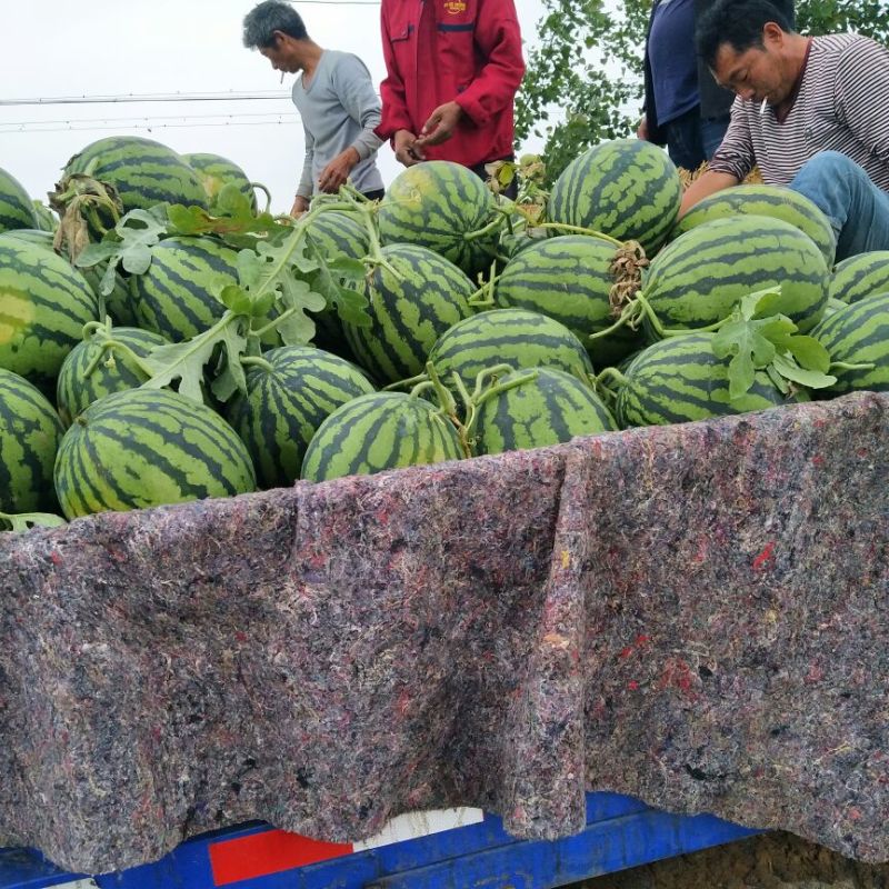 明村西瓜精品10斤打底9成熟刚上市青岛周边客商适用