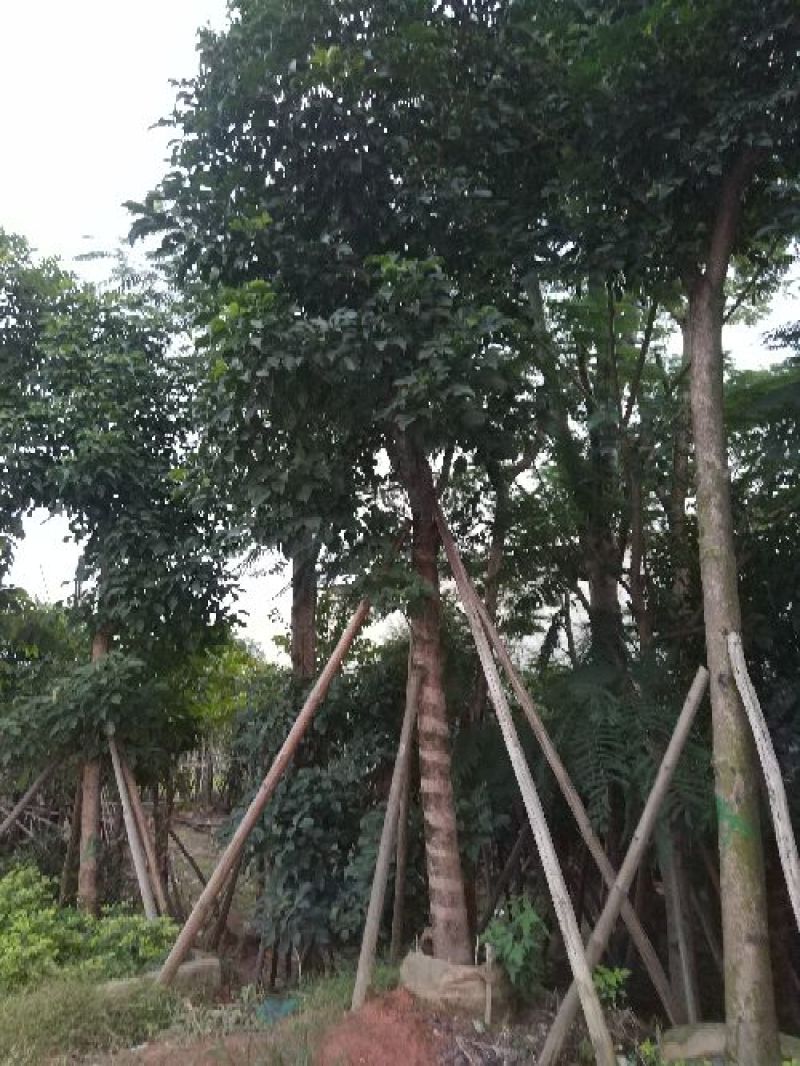 出售自家秋枫移植袋苗5-20分需要的老板联系