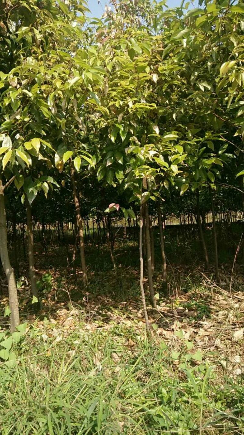 红枫天竺桂大量出售