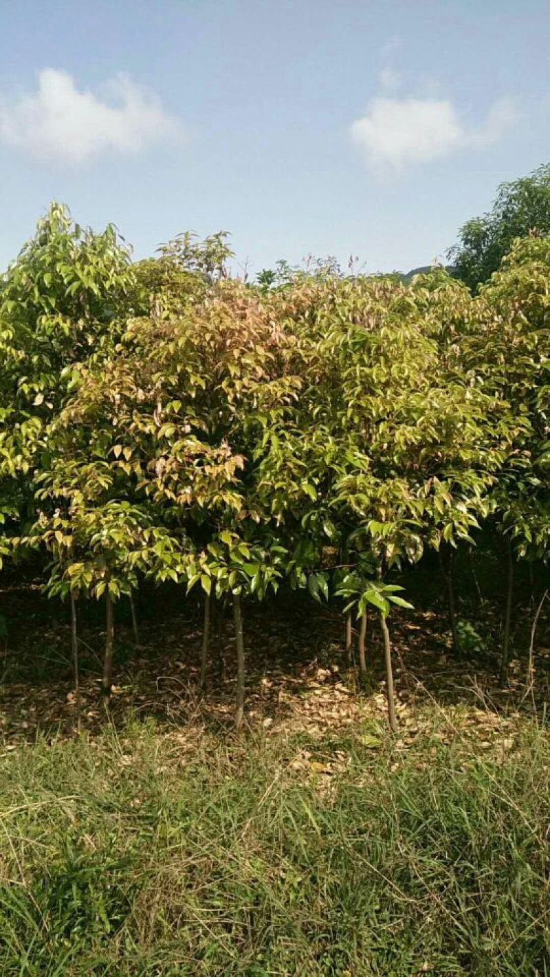 红枫天竺桂大量出售