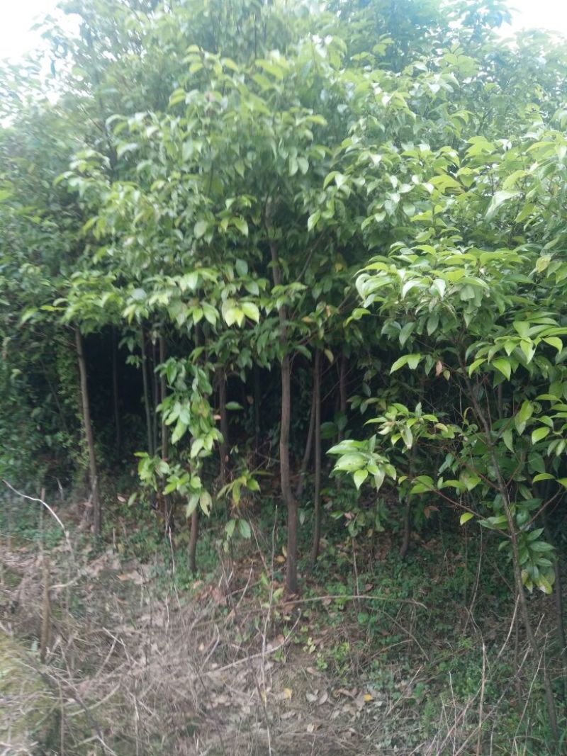 红枫天竺桂大量出售