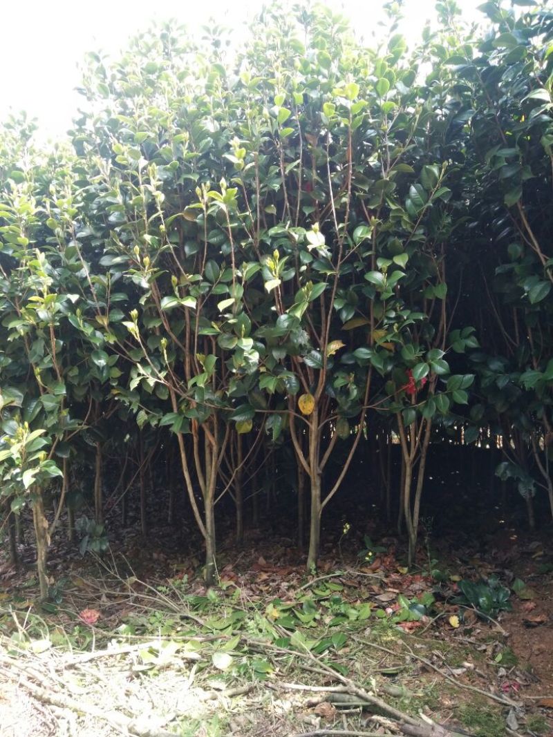 竹柏，茶花，桂花出售
