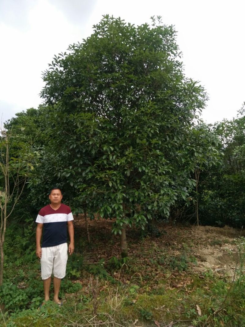 竹柏，茶花，桂花出售