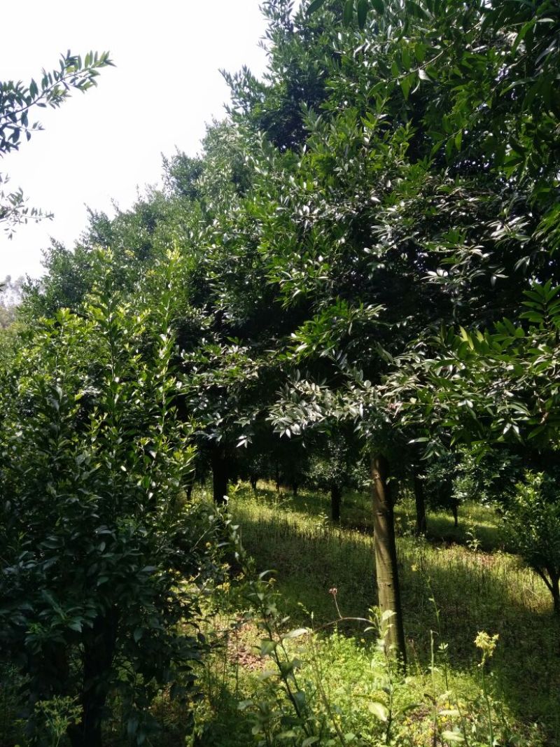 竹柏，茶花，桂花出售