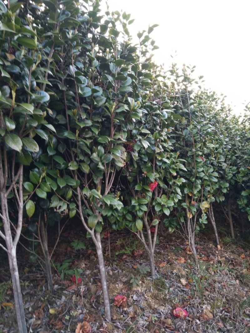 竹柏，茶花，桂花出售