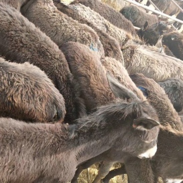 肉马300~400kg