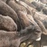 肉马300~400kg