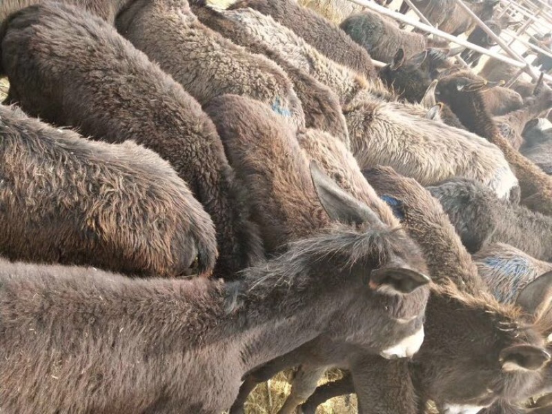 肉马300~400kg