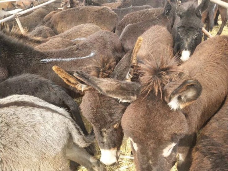 肉马300~400kg