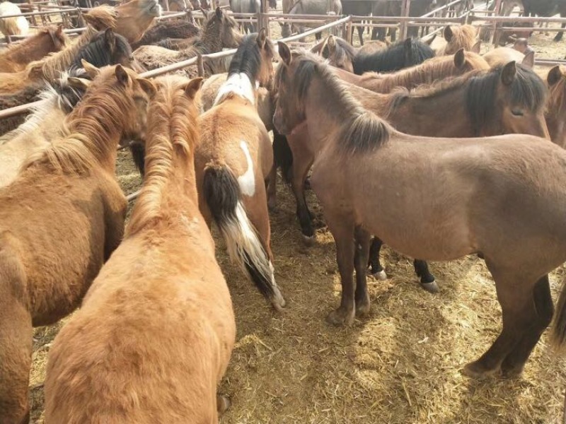 肉马300~400kg