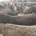 肉马300~400kg