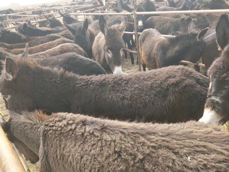 肉马300~400kg